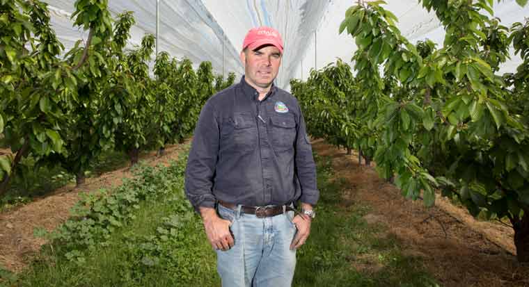 Carl Hanson standing in front of a covered orchard